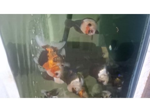 Oranda balıkları