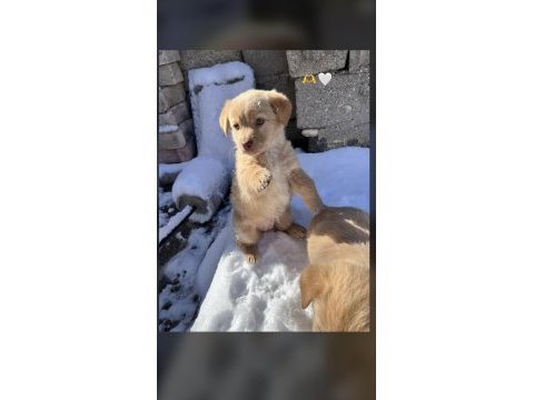 Golden retriever 3 aylık dişi
