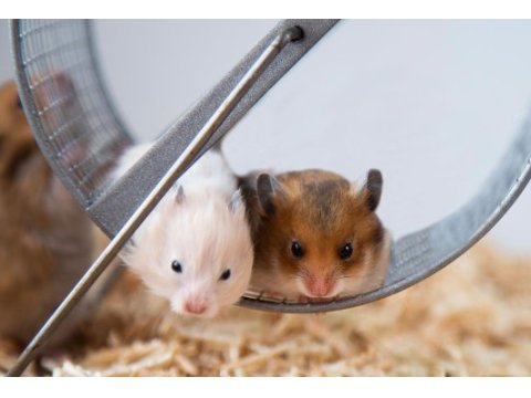 Yavru hamster ve kafes kampanya çocuklara özel
