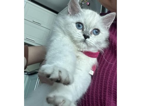 Kedimiz akıllı sevecen ve uysaldır