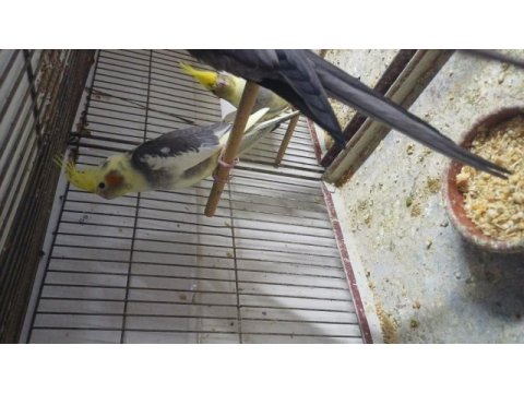 Evcil uysal ele alışık papağanlar