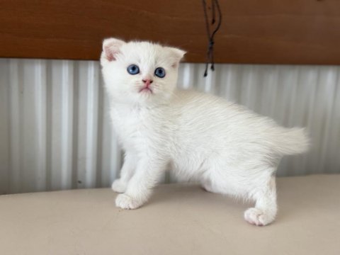 Ankarada ziyarete açık beyaz mavi gözlü scottish fold