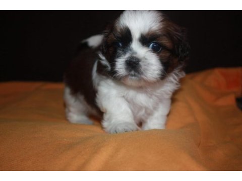 Irk garantili saf kan shih tzu yavruları