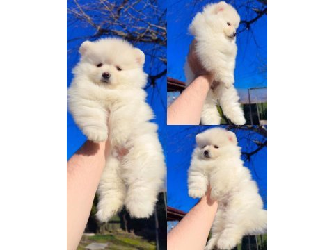 Kesinlikle (ayı surat) garantili teslim pomeranian
