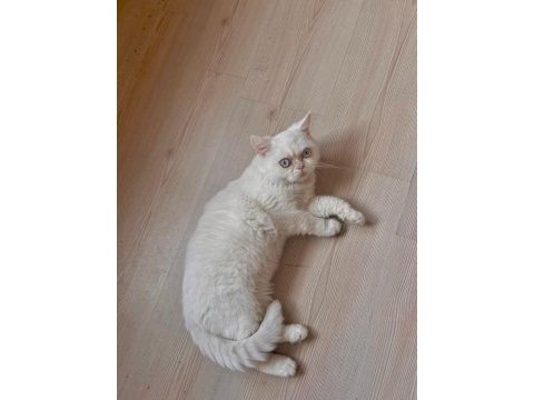 5 aylık british shorthair erkek yavru