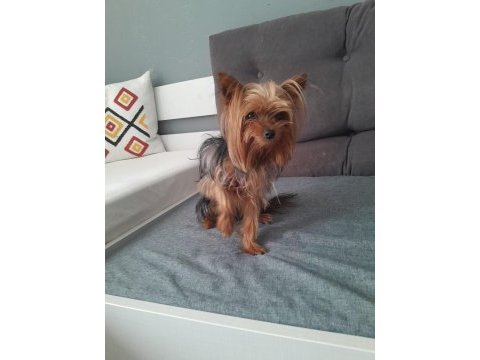 Sevecen ve oyuncu bi dost köpeğimiz
