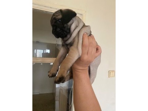 Yavru pug mops