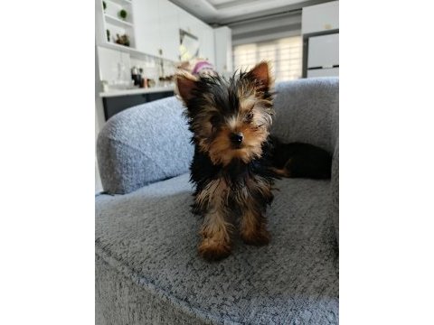 Dişi yorkshire terrier yavruları