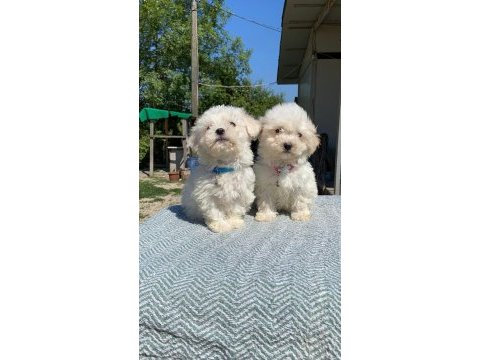 Kar tanesi maltipoo köpekler