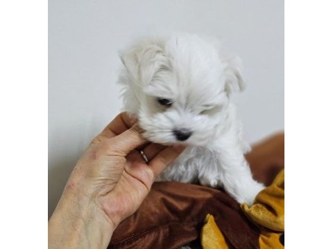 Teacup korekan maltese yavrularımız