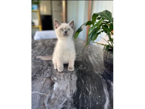 British shorthair oğluma yuva arıyorum
