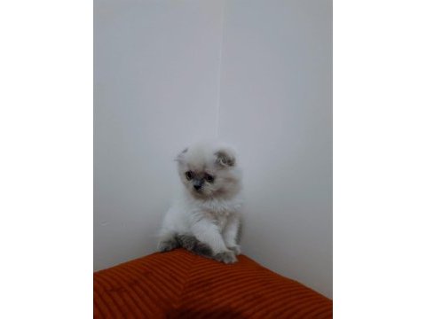 Scottish fold kardeşler teslime hazır