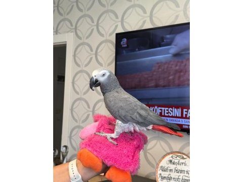 Evcil full konuşkan jako