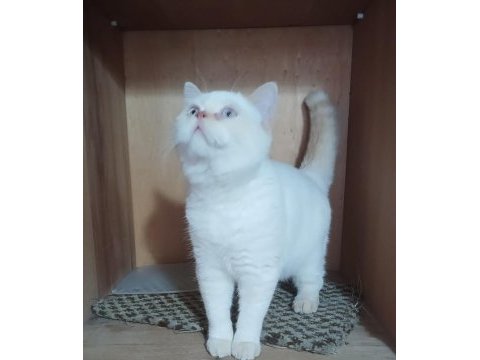 Uysal british shorthair kedimiz