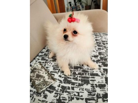 27. 01.2025 doğumlu dişi pomeranian boo alanya
