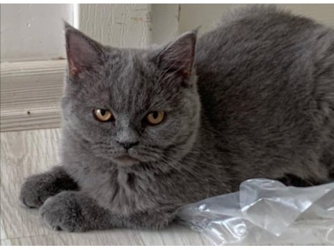 Scottish straight shorthair kedimiz