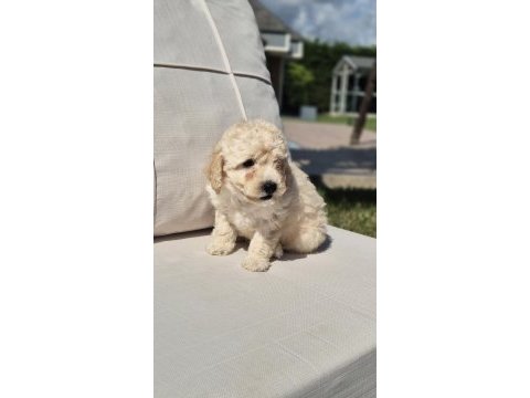 Maltipoo yavruları sağlık ve ırk garantili