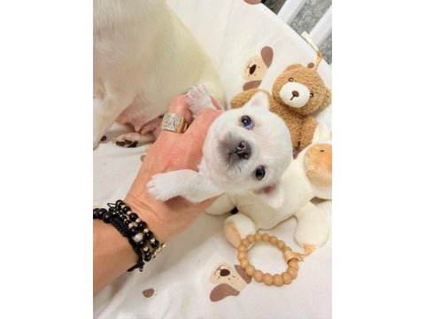 Dünya tatlısı chihuahua yavruları