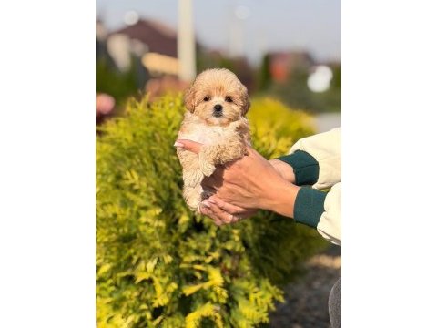 Maltipoo yavrularımız