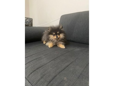 A kalite pomeranian yavru