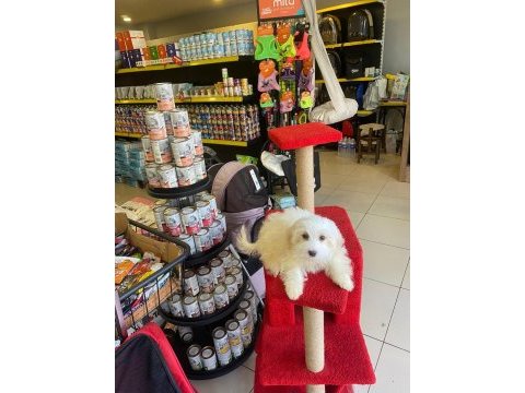 Maltese terrier yavrular