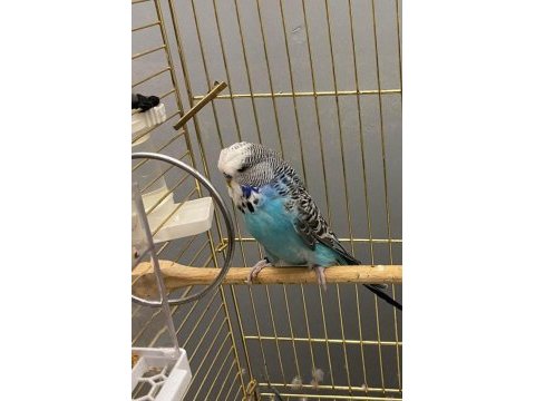 Show jumbo muhabbet kuşu