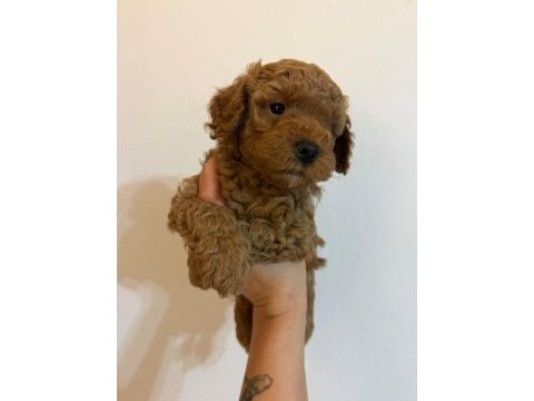 Anne altından safkan toy poodle yavrularım