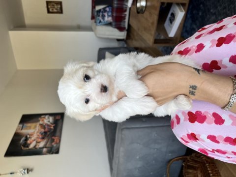 Maltese safkan ırk garantili