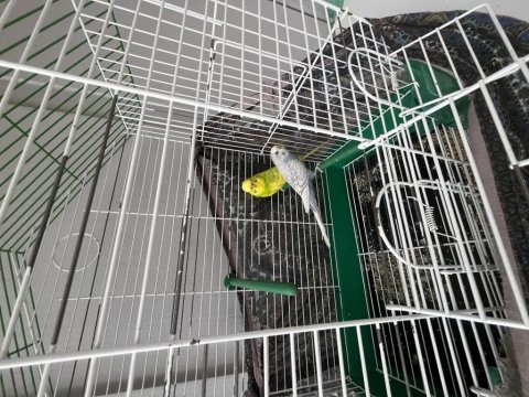 Haraketli sağlıklı erkek ve dişi muhabbet kuşu