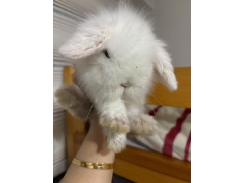 1 aylık hollanda lop tavşanı