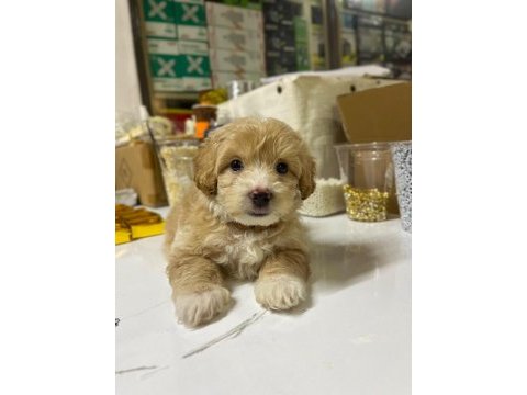 2 aylık maltipoo