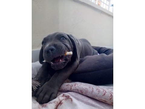 Cane corso erkek