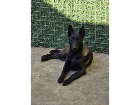 Fcı a şecereli malinois yavrular