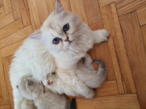 British longhair kedisi