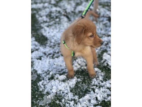 Aşıları tamamen bitmiş golden retriever yavrusu