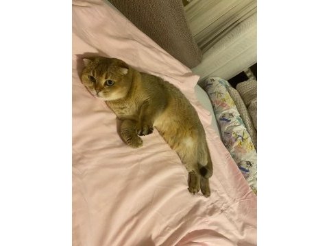 Scottish fold dişi