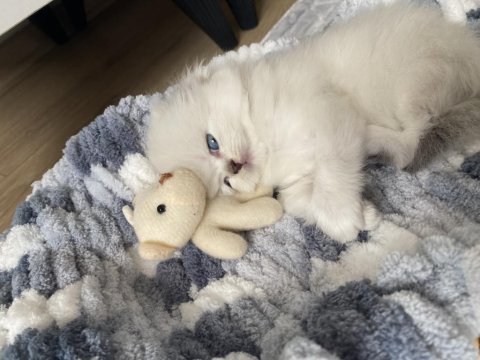 Scottish fold kaliteli dişi