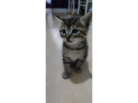 3 tane bebek kedimiz oldu yuva arıyoruz