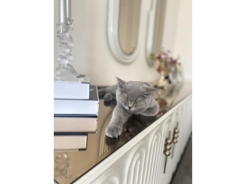 British shorthair