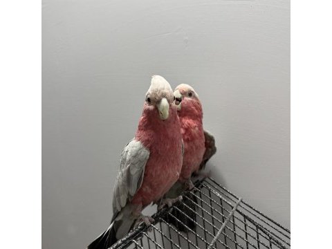 Hazır çift gallah kakadu takım