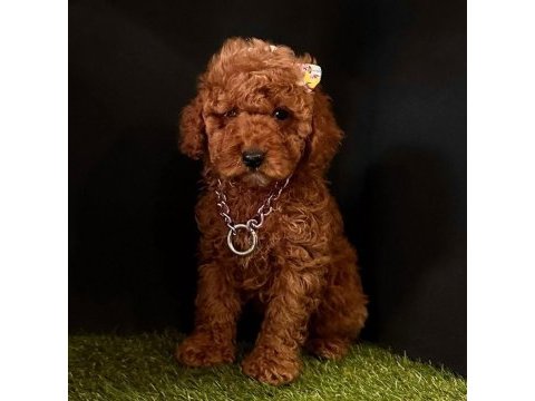 Sevimli toy poodle yavrularımız