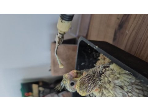 Nutribird a21 ile elle beslenen sağlıklı sultan yavrular