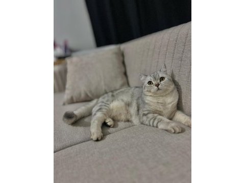 1.5 yaşında dişi kedimiz kısır değil