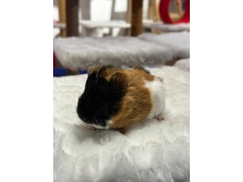 Yavru ginepigler burada