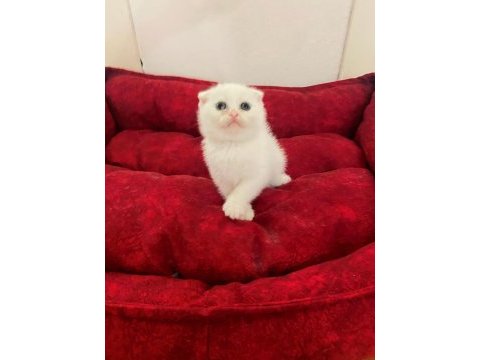 Scottish fold
