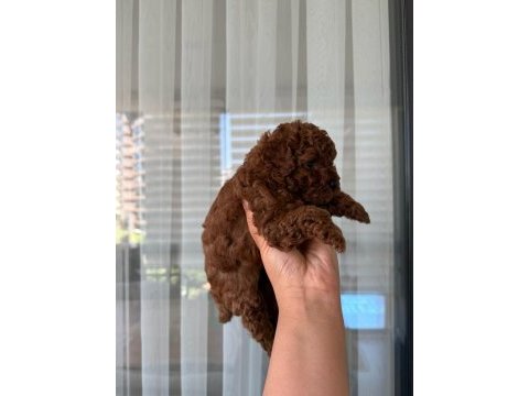Toy poodle yavrularımız