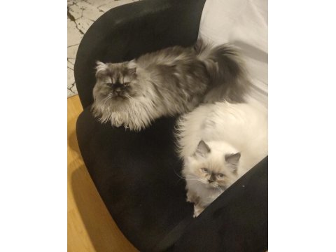 Erkek dişi chinchilla