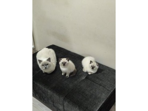 2 tane blue point dişi kedimiz