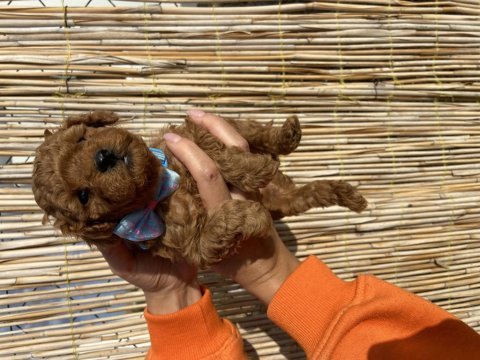 Ruhsatlı çiftliğimizden toy poodle