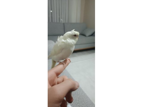 Erkek japonyada muhabbet kuşu yavrumuz 1.5 aylık